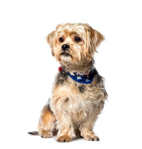 Premium Photo | Mixed-breed dog between yorkshire terrier and shih tzu