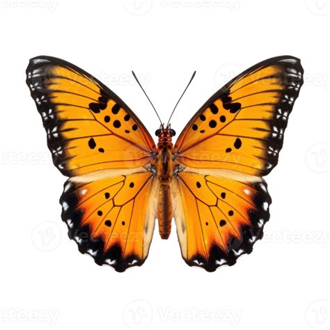 Beautiful Butterfly Isolated 28199235 Png