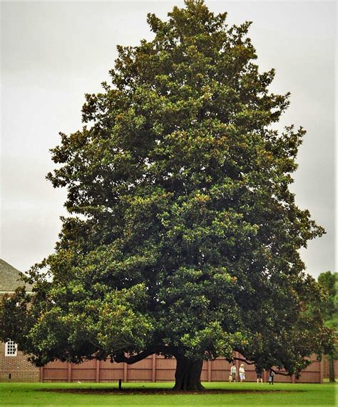 Southern Magnolia Tree Leaves