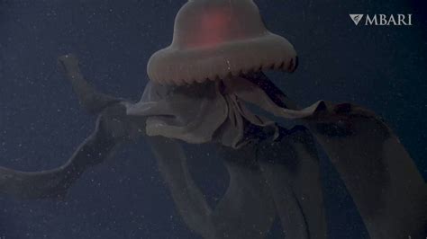 A Rare Encounter With A Giant Phantom Jellyfish M Ft Beneath