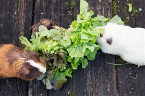 What Do Guinea Pigs Eat
