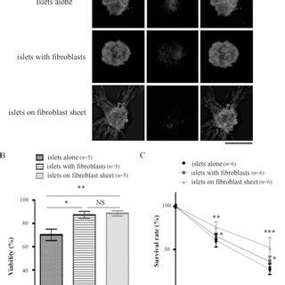 The Results Of The Islet Viability And Recovery Rate Assay A Double