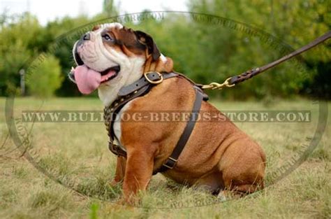 Buy Hand-Made Studded Leather Harness | Bulldog Padded Harnesses