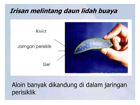 cara menghilangkan panu dengan lidah buaya 2