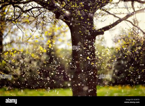 Pollen And Hay Fever Hi Res Stock Photography And Images Alamy