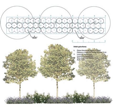 Tree Planting Diagram