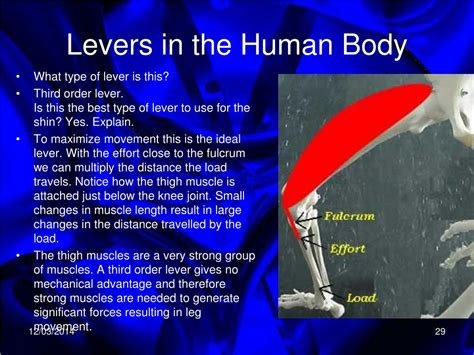 PPT - Levers in the Human Body PowerPoint Presentation - ID:419935