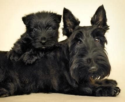 About Dog Scottish Terrier: Training Your Scottish Terrier to Listen to You