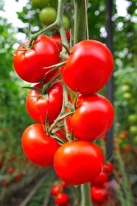 Blueberry companion plants – Artofit
