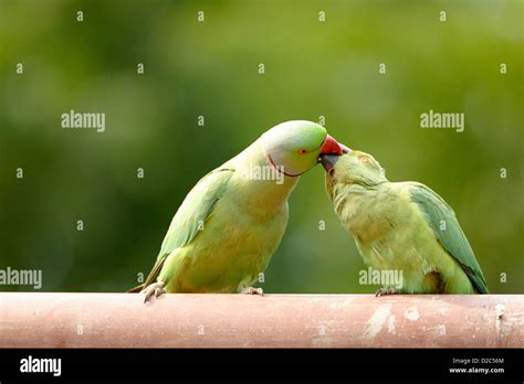 mating ritual  rose ringed parakeets psittacula krameri ranthambore