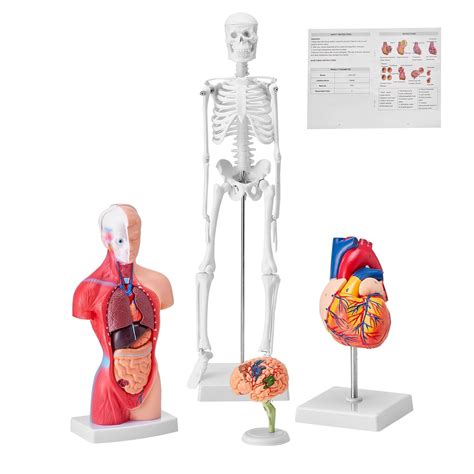 VEVOR Human Anatomy Models Bundle Set, Brain, Human Torso Body, Heart