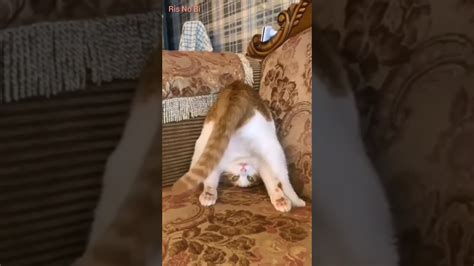 Funny Cat Shorts Stylishcat Kucinglucu Risnobi Cat Youtube