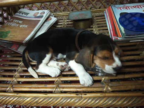 Can Sleep Almost Anywhere 😴 Rbeagle