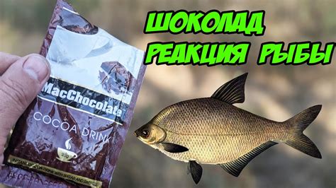 Шоколад !!! Реакция рыбы подводные съемки. ЛЕЩ ПЛОТВА - YouTube