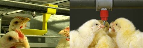 Как собрать систему ниппельного поения птицы. Видео. | "Плакер"- Ни ...