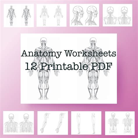 Anatomy Worksheets Bundle: Download Printable 12 PDF Files - Etsy