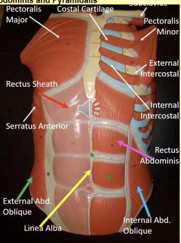 Lab Abdomen Flashcards Quizlet