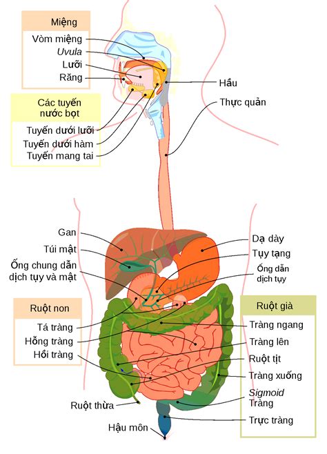 tieu hoa hoa hoc trong ong tieu hoa  nguoi dien ra