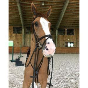 Safe Riding Practices for Expectant Mothers | Trending Breeds