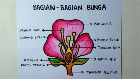 Detail Gambar Bagian Bagian Bunga Lengkap Koleksi Nomer 3