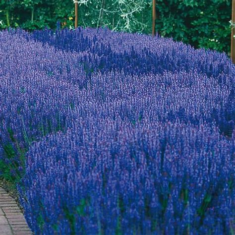 Spring Hill Nurseries May Night Salvia Dormant Bare Root Perennial