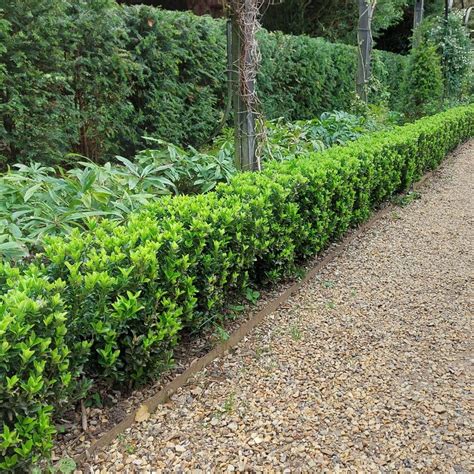 Euonymus Japonicus Green Spire Kant En Klaar Haag Tuin Haagnl