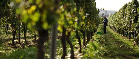 Weingut Familie Allendorf Unsere Weine