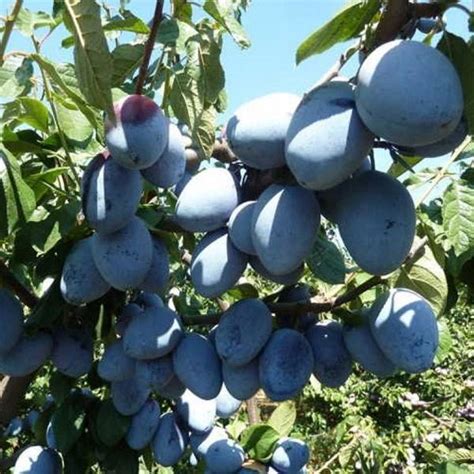 Слива Гросса | Кинг Сад – Питомник плодовых и кустарников в Москве