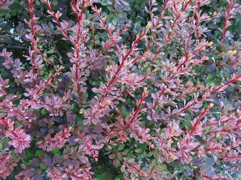 When To Prune Rose Glow Barberry at Jennifer Dermody blog