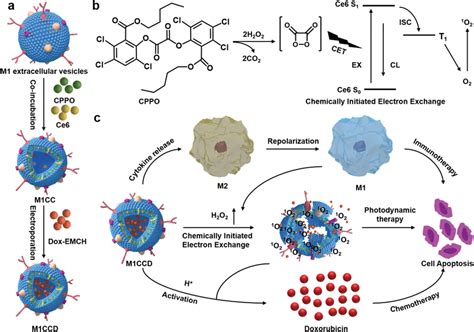 Schematic Illustration Of The Trimodal Anticancer Therapy By Using