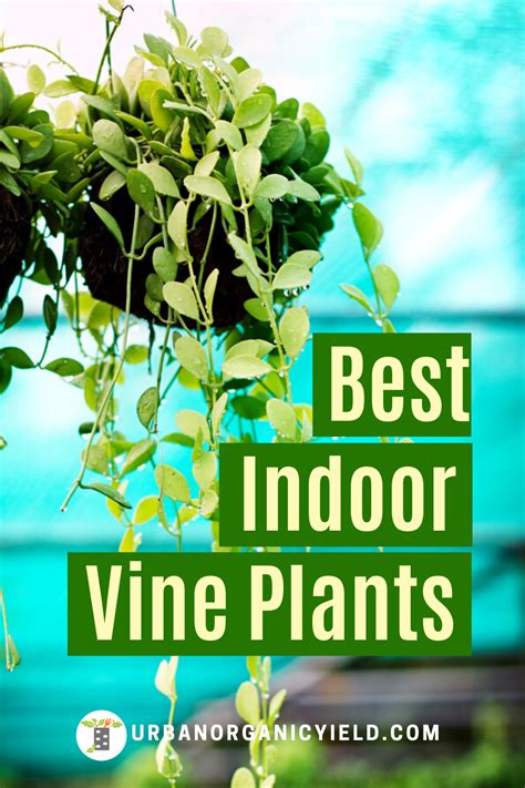 Varieties Of Indoor Vine Plants Indoor Vines Indoor Vine Plants