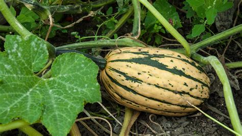 How To Grow Squash Expert Tips For Success With The Crop Homes And Gardens