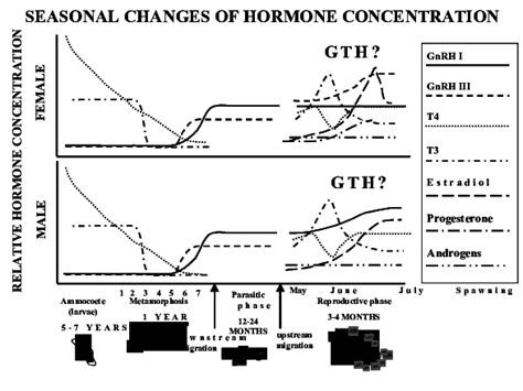 Schematic Diagram Of The Relative Circulating Hormone Concentration Download Scientific