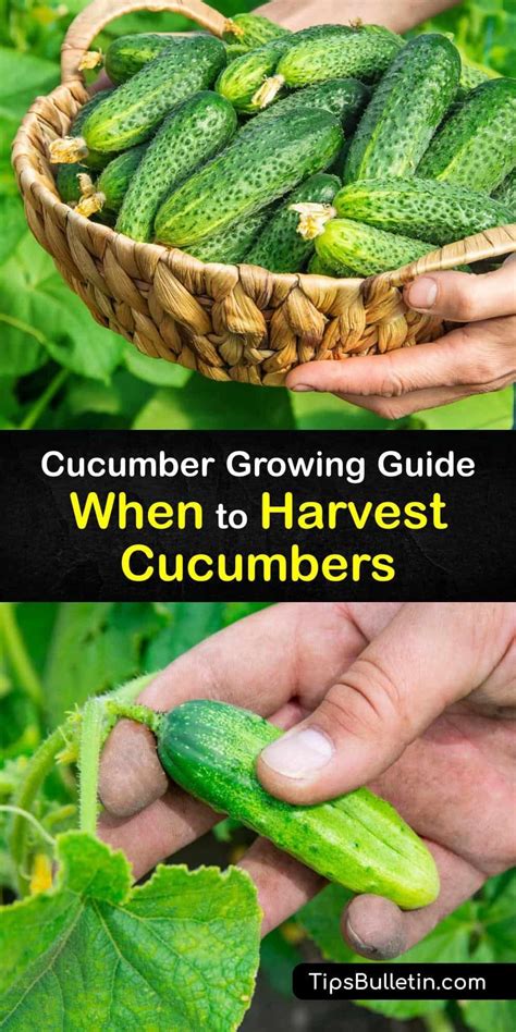 Fresh And Crisp Harvesting Your Cucumbers At The Perfect Time