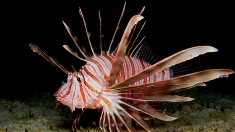 What Are Lionfish And How Do You Safely Cook Them