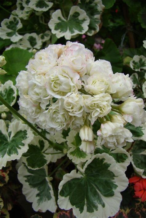 Это часть моей души-2 (Татьяна) - Форум Клуба любителей пеларгоний ...