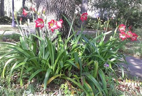 The Ultimate Guide To Growing Taking Amaryllis Outside How Does