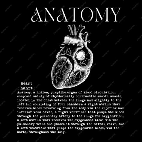 Premium Photo Anatomy Heart Definition Meaning