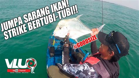 Terjumpa Sarang Ikan Strike Bertubi Tubi Vluq Kayak Fishing