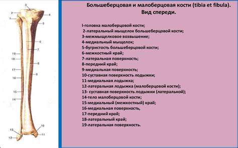 Скелет Кости нижней конечности Online Presentation