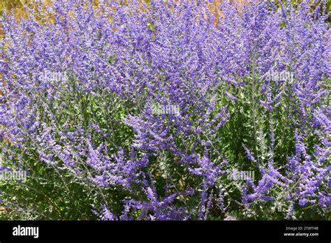 Russian Sage Perovskia Atripicifolia Or Salvia Yangii Is A Medicinal