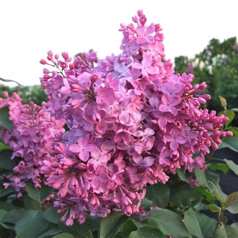 Сирень Купчиха (Syringa Купчиха) купить саженцы в Москве по низкой цене ...