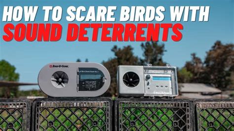 How Sound Bird Deterrents Work To Scare Birds Away - Bird B Gone LLC