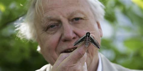 David Attenborough Potrebbe Andare In Pensione E Con Lui I Suoi Viaggi