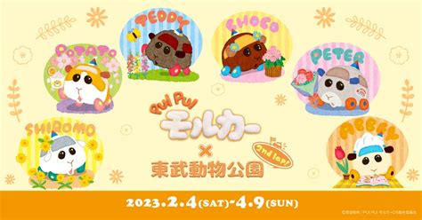 PUI PUI モルカー公式 on Twitter RT tobuzoo info PUI PUI モルカー東武動物公園