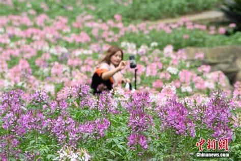 重庆园博园大面积醉蝶花盛开醉游人旅游频道中国青年网