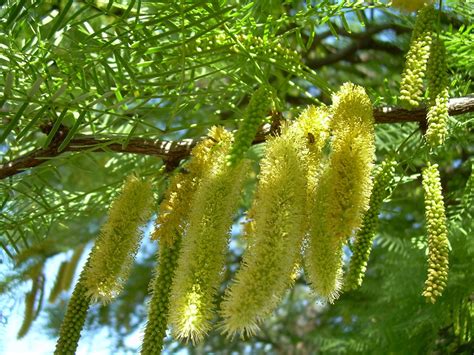Algarrobo Neltuma Chilensis Vivero Pumahuida