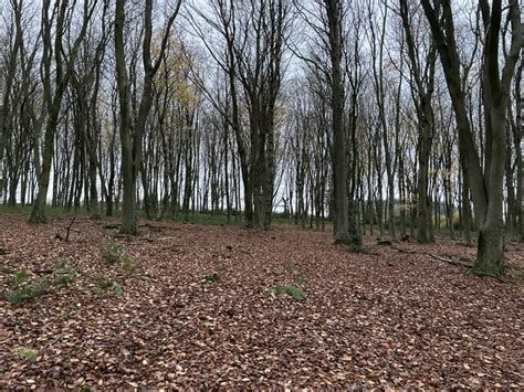 Within Bull S Bushes Copse Mr Ignavy Geograph Britain And Ireland