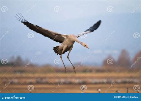 Eurasian crane stock photo. Image of farmland, birds - 23596236