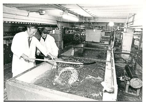 Gallery: Torry Research Station and its world-leading work in fish science